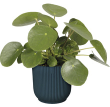 Pilea peperomioides v kvetináči
