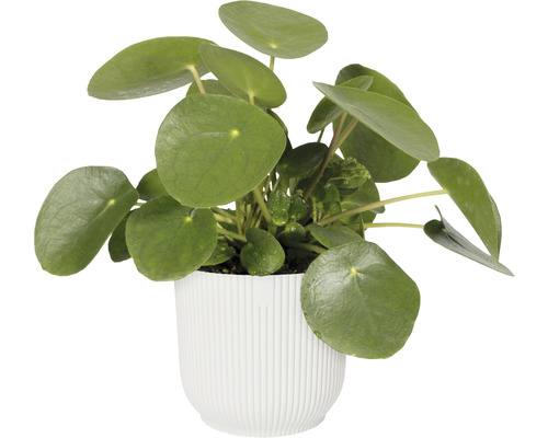 Pilea rastlina v bielom kvetináči