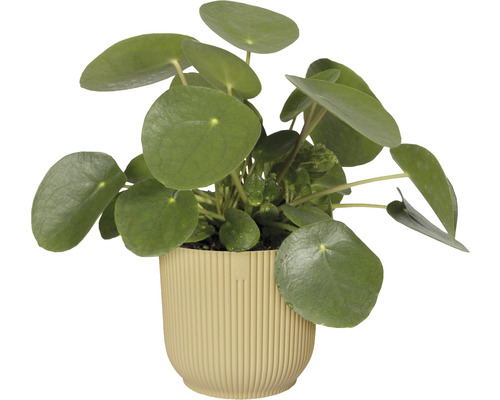 Pilea peperomioides v kvetináči
