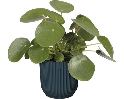 Pilea peperomioides v kvetináči