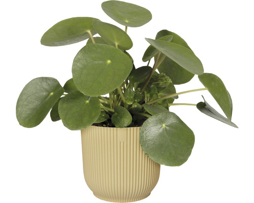 Pilea rastlina v kvetináči