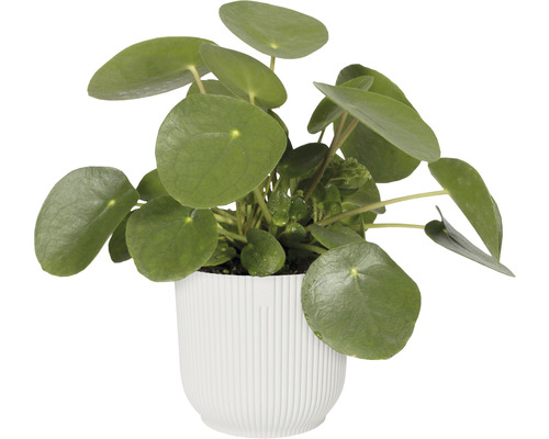 Pilea rastlina v kvetináči