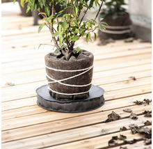 Zasadená rastlina v kvetináči na okrúhlom podklade na drevenej podlahe