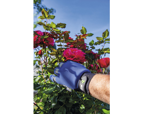 Ruka v záhradnej rukavici odtrháva červenú ružu z kríka ruží.