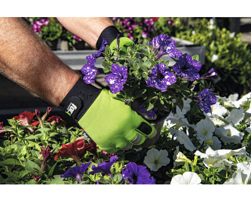 Ruky v záhradných rukaviciach sadia petúnie do záhrady.