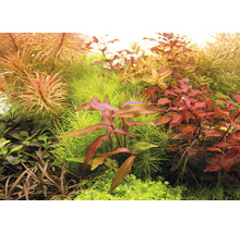 Detailný záber rôznych akvarijných rastlín.