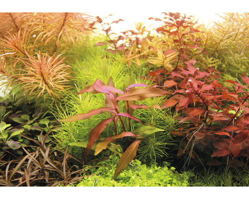 Detailný záber rôznych akvarijných rastlín.