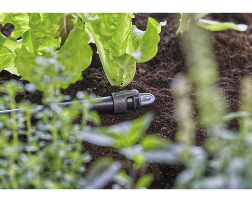 Kvapková závlaha v záhrade medzi šalátmi