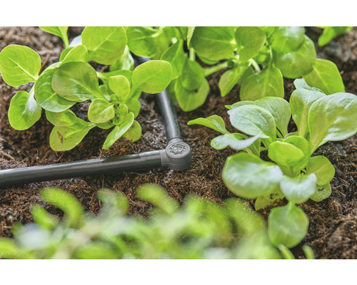 Zavlažovací systém so šalátovými rastlinami v záhradnom záhone