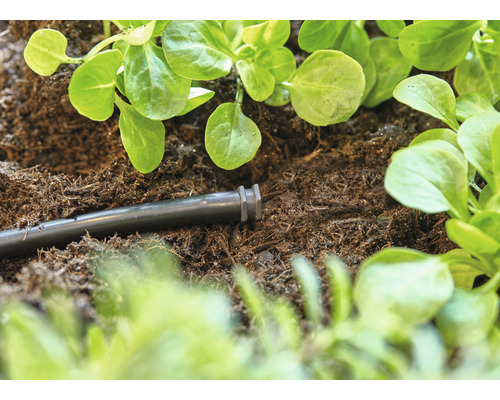 Zavlažovacia hadica v zemi vedľa sadeníc