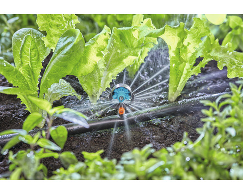 Zavlažovanie šalátových rastlín postrekovačom v záhrade