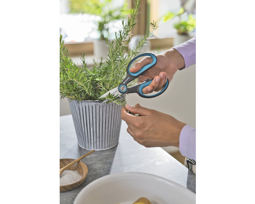 Osoba strihá rozmarín nožnicami na bylinky Gardena.