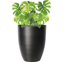 Izbová rastlina Monstera v kvetináči