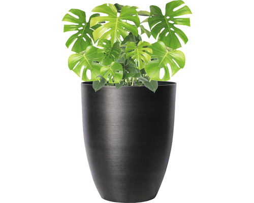 Izbová rastlina Monstera v kvetináči