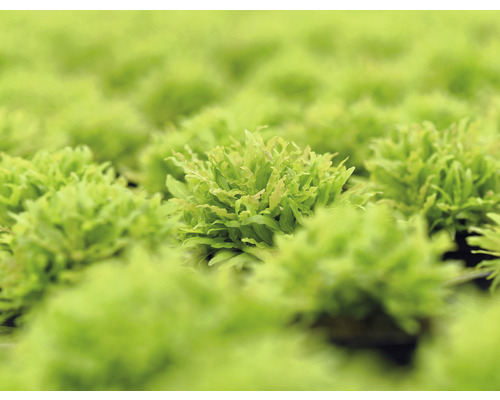 Detailný záber machovky