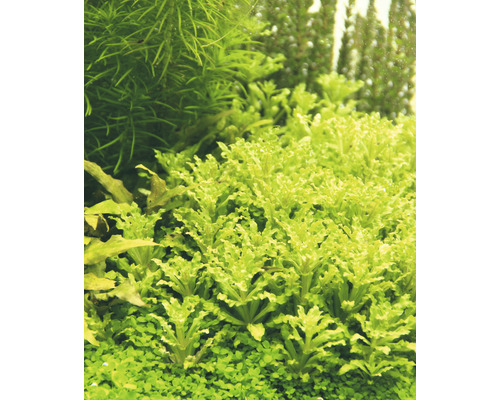 Detail akvarijných rastlín