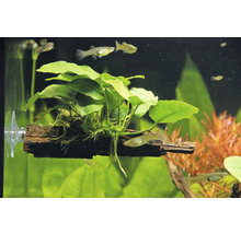 Akvarijná rastlina na kuse dreva s prísavkou v akváriu