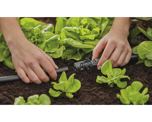 Zavlažovanie záhrady s kvapkovou hadicou a regulačným kusom v zeleninovej záhrade