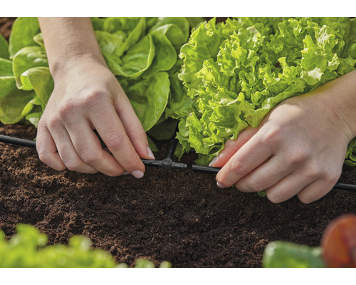Inštalácia zavlažovacieho systému v zeleninovej záhrade so šalátom