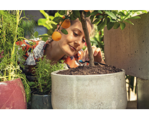 Žena inštaluje zavlažovací systém do kvetináča s pomarančovníkom.