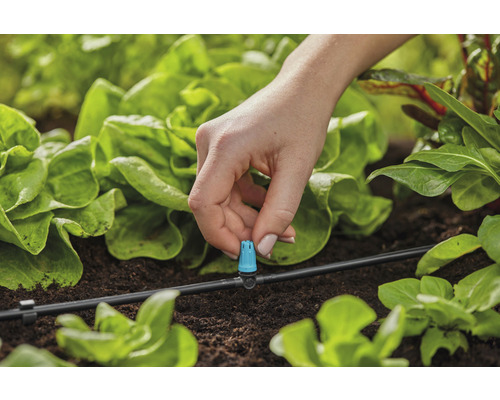 Detailný záber osoby upevňujúcej kvapkadlo na zavlažovací systém v zeleninovej záhrade