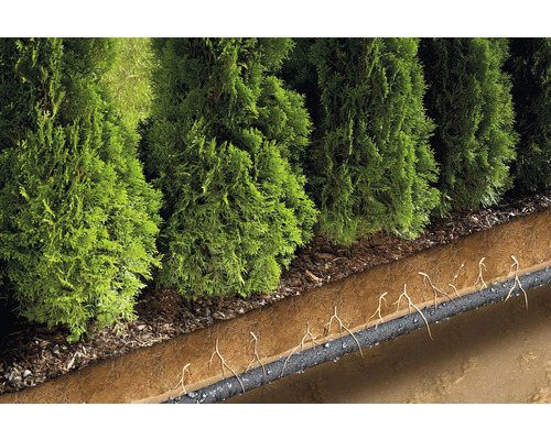 Pohľad na nadzemný živý plot tuja a podzemné zavlažovacie potrubie
