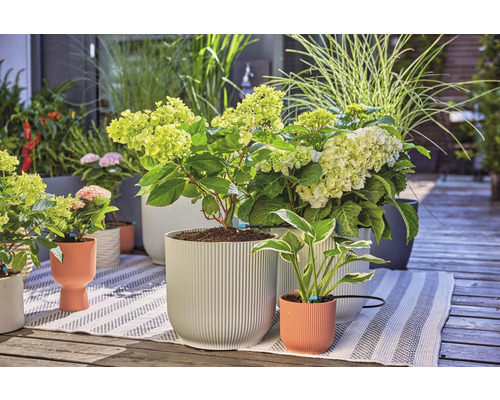Scéna s hortenziami a okrasnými trávami v kvetináčoch na terase.