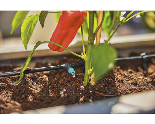 Zavlažovací systém s paprikou v kvetináči