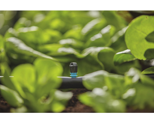 Kvapkový zavlažovací systém v záhrade so šalátovými rastlinami