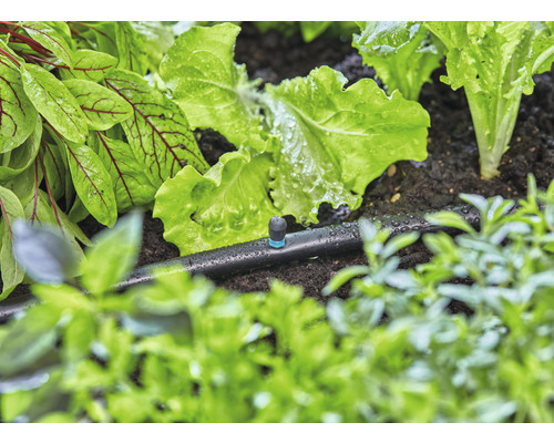 Kvapkový zavlažovací systém používaný v zeleninovom záhone so šalátom