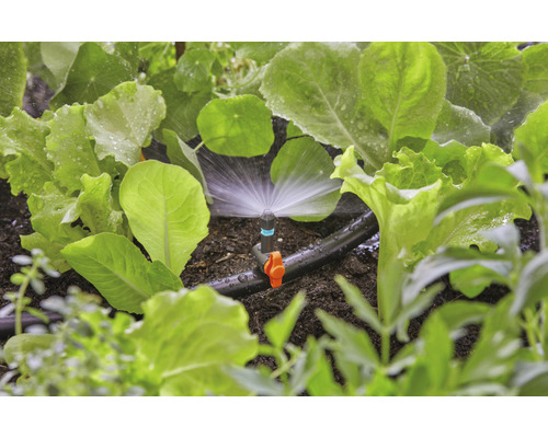 Zavlažovací systém v zeleninovej záhrade so šalátovými rastlinami