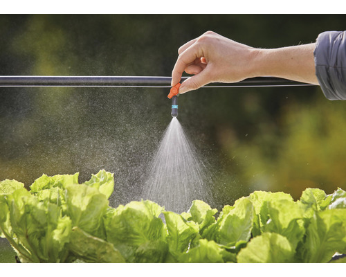 Zavlažovanie záhrady pomocou kvapkovej hadice a rozprašovacej trysky nad hlávkami šalátu