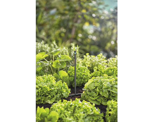 Záhradný zavlažovací systém medzi šalátovými rastlinami v záhradnom záhone.