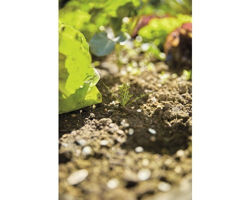 Zeleninová záhrada so šalátom a mladými rastlinami v zemi