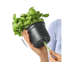 Bazalka v kvetináči so zavlažovacím systémom v ruke