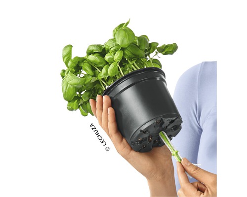 Bazalka v kvetináči so zavlažovacím systémom v ruke