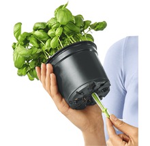 Bazalka v kvetináči sa zalieva