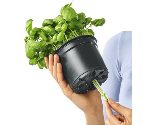 Bazalka v kvetináči sa zalieva