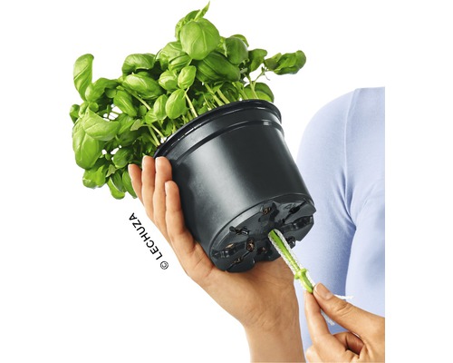 Bazalka v čiernom kvetináči so zavlažovacím systémom