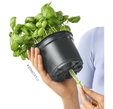 Bazalka v čiernom kvetináči so zavlažovacím systémom v ruke