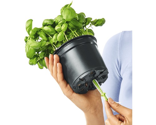 Bazalka v kvetináči so zavlažovacím systémom v ruke