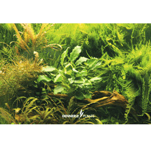 Akvarijná rastlinná scéna s rôznymi vodnými rastlinami