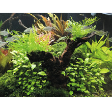 Dekoratívne akvárium s rastlinami a rybami.