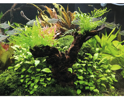 Dekoratívne akvárium s rastlinami a rybami.