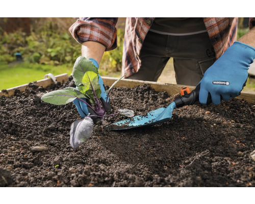 Osoba sadí kaleráb záhradnou lopatkou do vyvýšeného záhona.