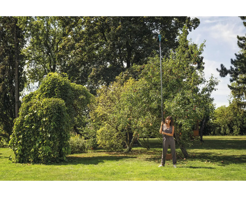 Žena zbiera jablká s oberačom ovocia v záhrade