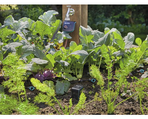 Zeleninová záhrada s kapustou, mrkvou a automatickým zavlažovaním