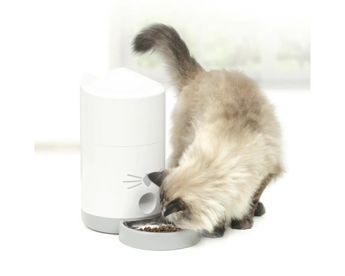 Mačka je suché krmivo z automatického krmítka