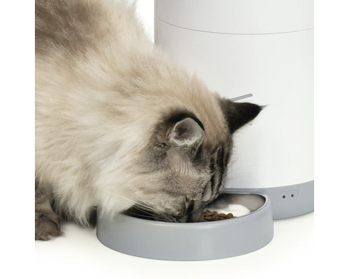 Mačka je z automatického krmítka