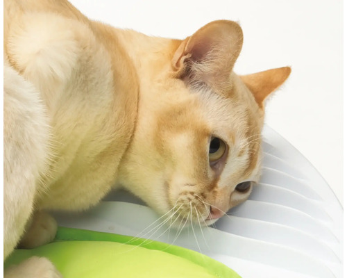 Detailný záber siamskej mačky pri kŕmnom mieste.